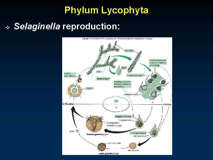 Phylum Lycophyta v Selaginella reproduction: 
