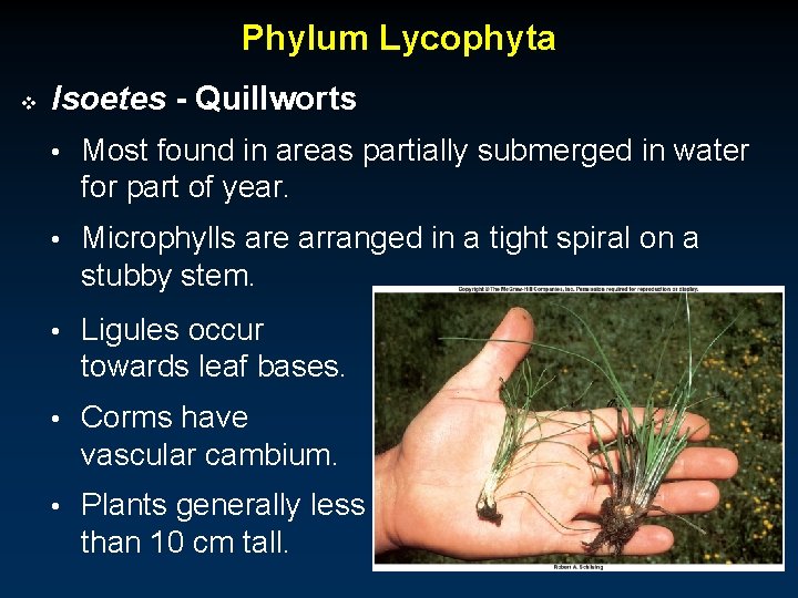 Phylum Lycophyta v Isoetes - Quillworts • Most found in areas partially submerged in