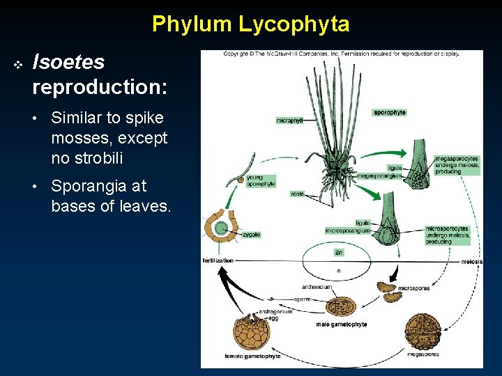 Phylum Lycophyta v Isoetes reproduction: • Similar to spike mosses, except no strobili •