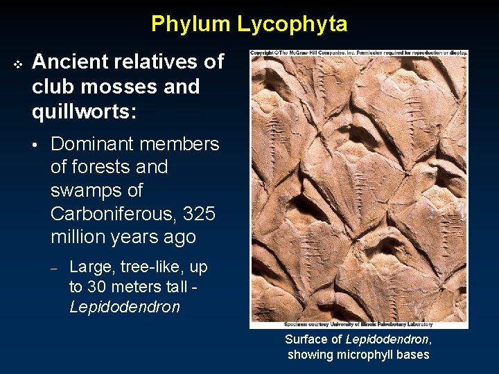Phylum Lycophyta v Ancient relatives of club mosses and quillworts: • Dominant members of