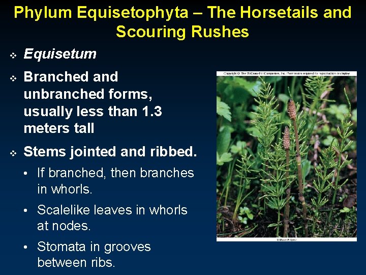 Phylum Equisetophyta – The Horsetails and Scouring Rushes v v v Equisetum Branched and