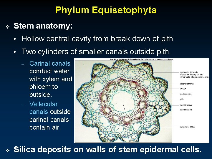 Phylum Equisetophyta v Stem anatomy: • Hollow central cavity from break down of pith