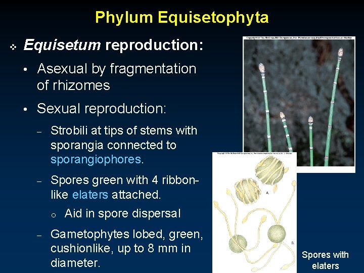 Phylum Equisetophyta v Equisetum reproduction: • Asexual by fragmentation of rhizomes • Sexual reproduction: