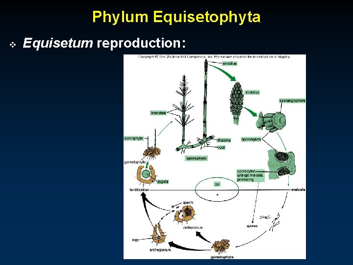 Phylum Equisetophyta v Equisetum reproduction: 