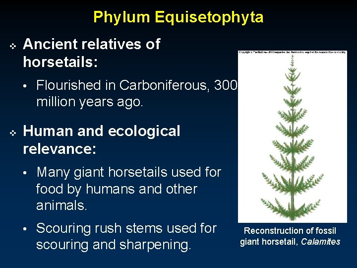 Phylum Equisetophyta v Ancient relatives of horsetails: • Flourished in Carboniferous, 300 million years