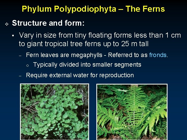 Phylum Polypodiophyta – The Ferns v Structure and form: • Vary in size from