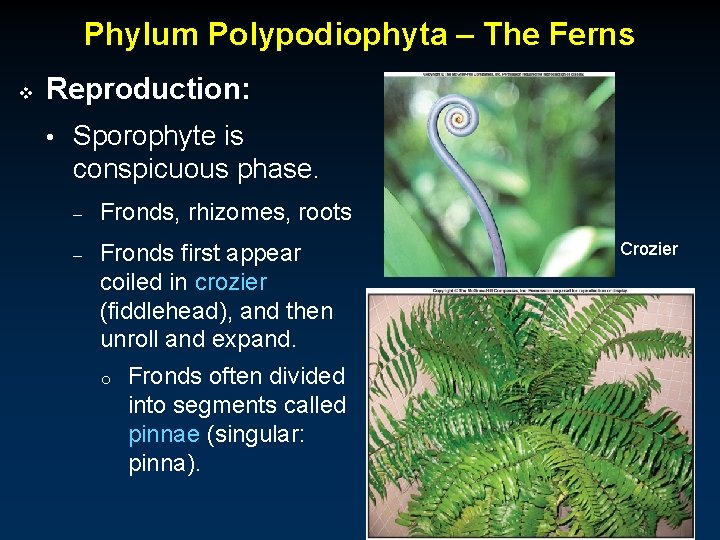 Phylum Polypodiophyta – The Ferns v Reproduction: • Sporophyte is conspicuous phase. – Fronds,