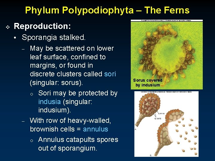 Phylum Polypodiophyta – The Ferns v Reproduction: • Sporangia stalked. – – May be