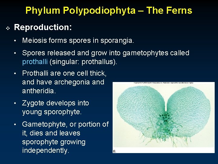 Phylum Polypodiophyta – The Ferns v Reproduction: • Meiosis forms spores in sporangia. •