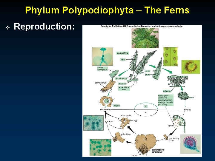 Phylum Polypodiophyta – The Ferns v Reproduction: 