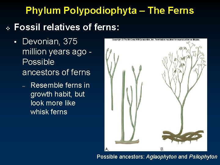Phylum Polypodiophyta – The Ferns v Fossil relatives of ferns: • Devonian, 375 million