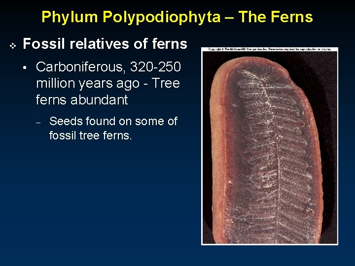 Phylum Polypodiophyta – The Ferns v Fossil relatives of ferns • Carboniferous, 320 -250