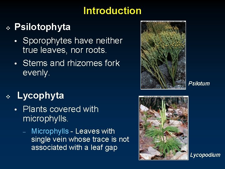 Introduction v Psilotophyta • Sporophytes have neither true leaves, nor roots. • Stems and