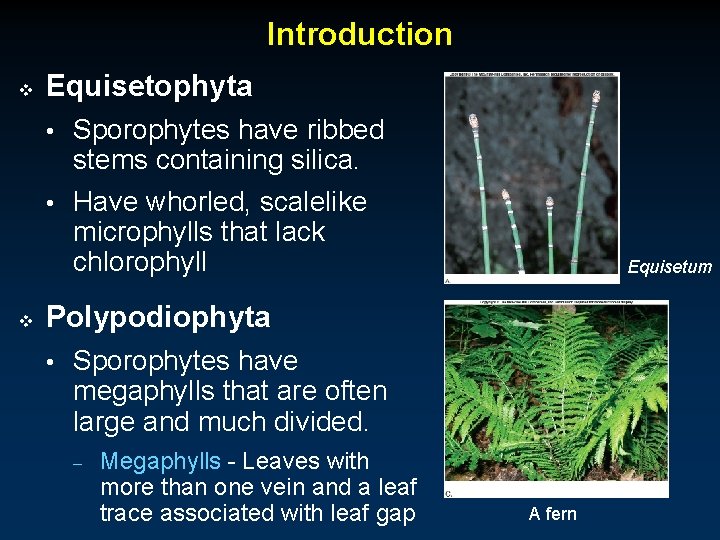 Introduction v Equisetophyta • Sporophytes have ribbed stems containing silica. • Have whorled, scalelike