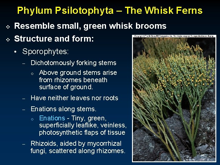 Phylum Psilotophyta – The Whisk Ferns v Resemble small, green whisk brooms v Structure