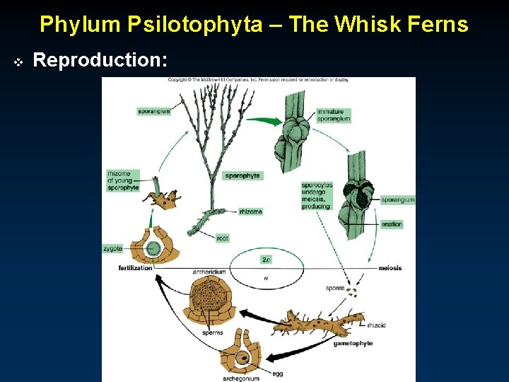 Phylum Psilotophyta – The Whisk Ferns v Reproduction: 