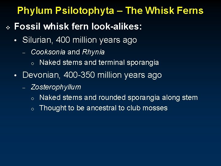 Phylum Psilotophyta – The Whisk Ferns v Fossil whisk fern look-alikes: • Silurian, 400