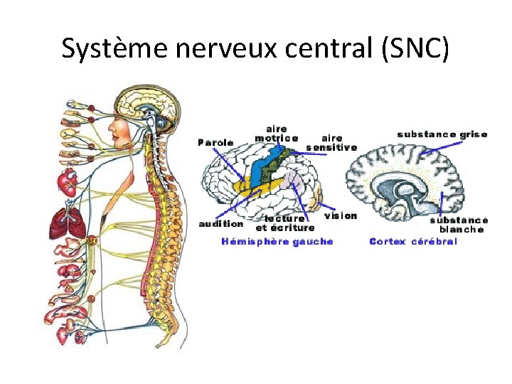 Système nerveux central (SNC) 