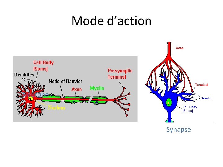 Mode d’action Neurone Synapse 