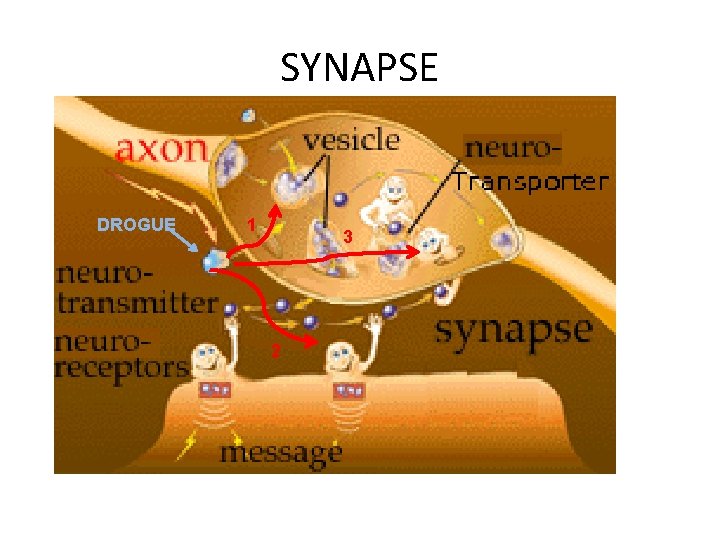 SYNAPSE DROGUE 1 3 2 