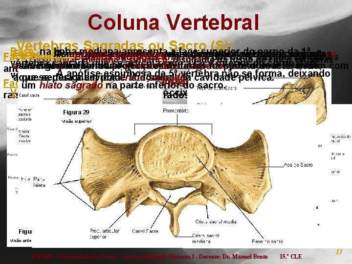 Coluna Vertebral Vértebras Sagradas ou Sacro (S): do corpo da 1ª Base: na linha