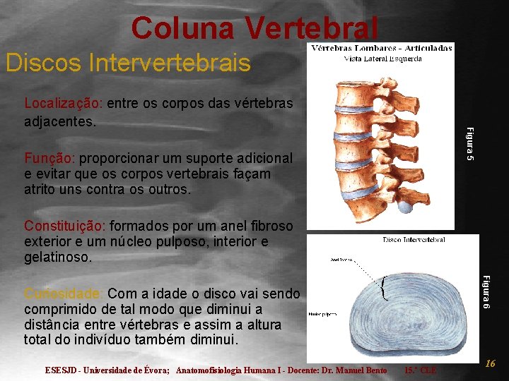 Coluna Vertebral Discos Intervertebrais Figura 5 Localização: entre os corpos das vértebras adjacentes. Função: