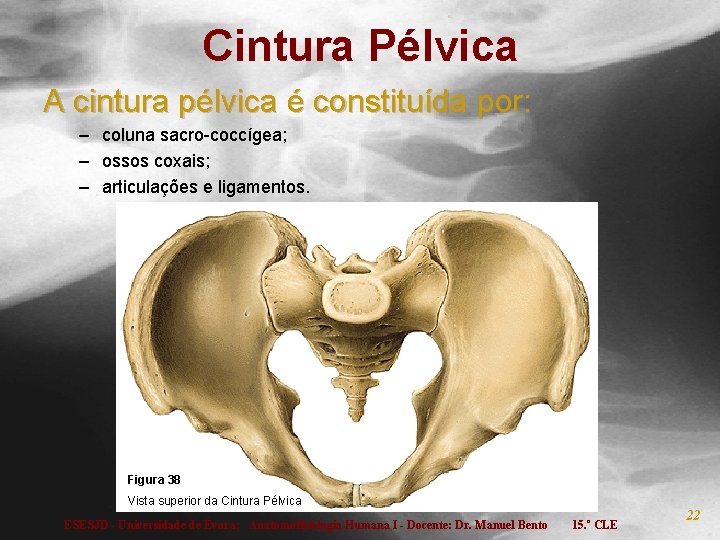 Cintura Pélvica A cintura pélvica é constituída por: – coluna sacro-coccígea; – ossos coxais;
