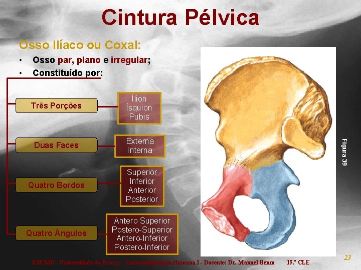 Cintura Pélvica Osso Ilíaco ou Coxal: • • Osso par, plano e irregular; Constituído