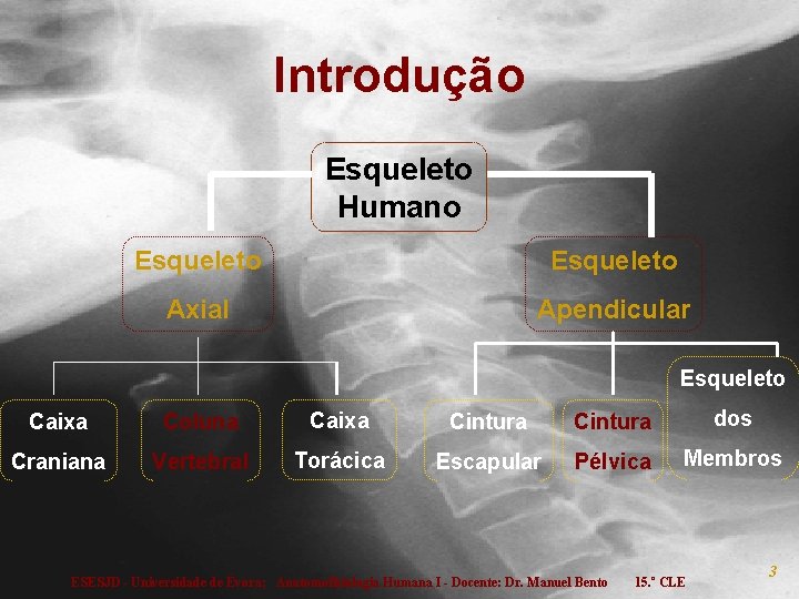 Introdução Esqueleto Humano Esqueleto Axial Apendicular Esqueleto Caixa Coluna Caixa Cintura dos Craniana Vertebral