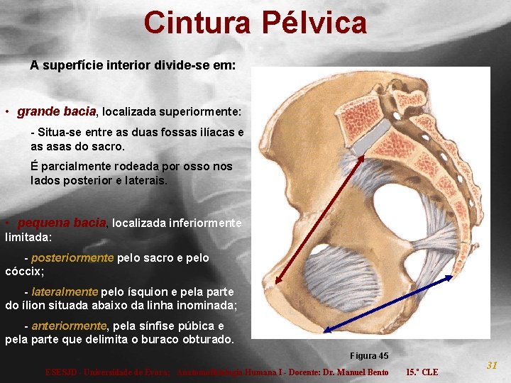 Cintura Pélvica A superfície interior divide-se em: • grande bacia, localizada superiormente: - Situa-se