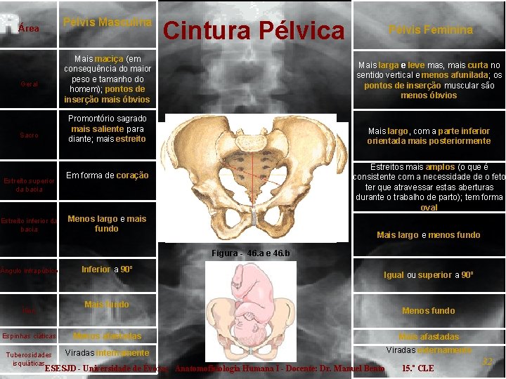 Pélvis Masculina Área Geral Sacro Estreito superior da bacia Estreito inferior da bacia Cintura