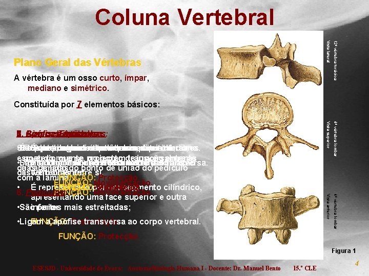 Coluna Vertebral A vértebra é um osso curto, ímpar, mediano e simétrico. 12ª vértebra