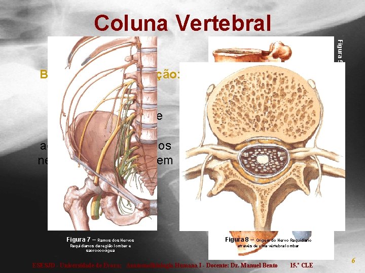 Coluna Vertebral Figura 5 Buracos de conjugação: Abertura lateral entre duas vértebras adjacentes, pela