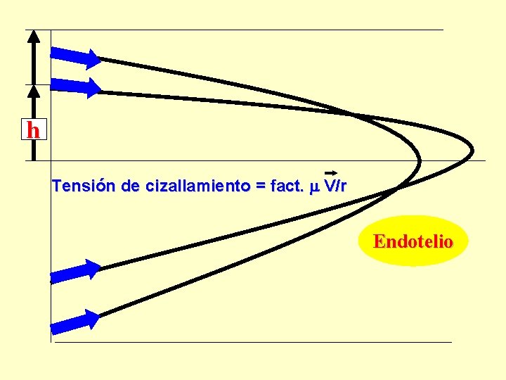 h Tensión de cizallamiento = fact. V/r Endotelio 