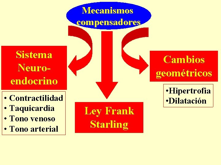 Mecanismos compensadores Sistema Neuroendocrino • Contractilidad • Taquicardia • Tono venoso • Tono arterial