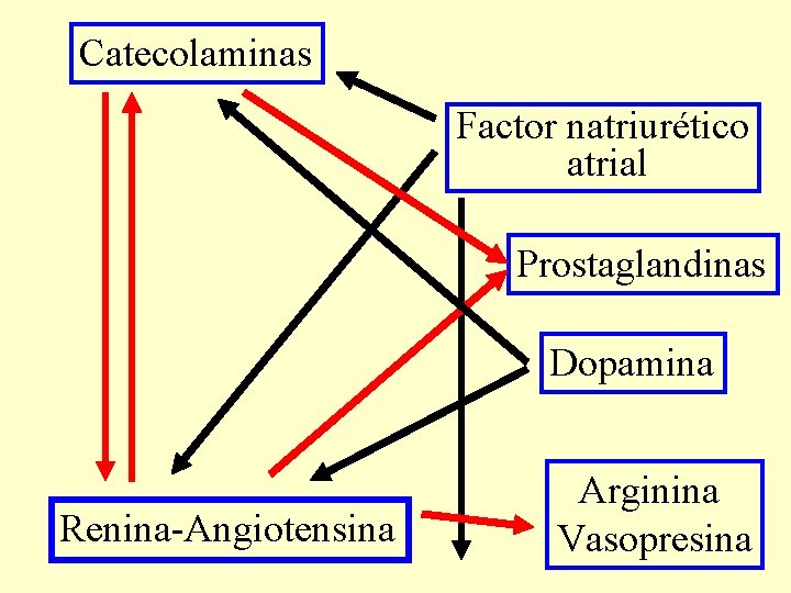 Catecolaminas Factor natriurético atrial Prostaglandinas Dopamina Renina-Angiotensina Arginina Vasopresina 