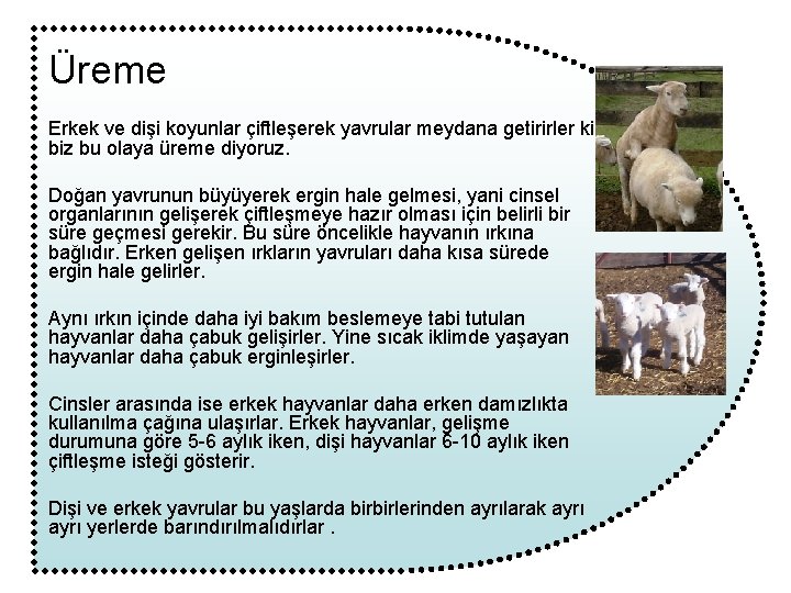 Üreme Erkek ve dişi koyunlar çiftleşerek yavrular meydana getirirler ki biz bu olaya üreme