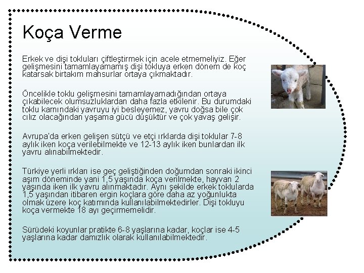 Koça Verme Erkek ve dişi tokluları çiftleştirmek için acele etmemeliyiz. Eğer gelişmesini tamamlayamamış dişi