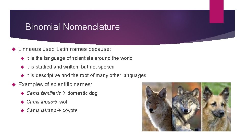 Binomial Nomenclature Linnaeus used Latin names because: It is the language of scientists around