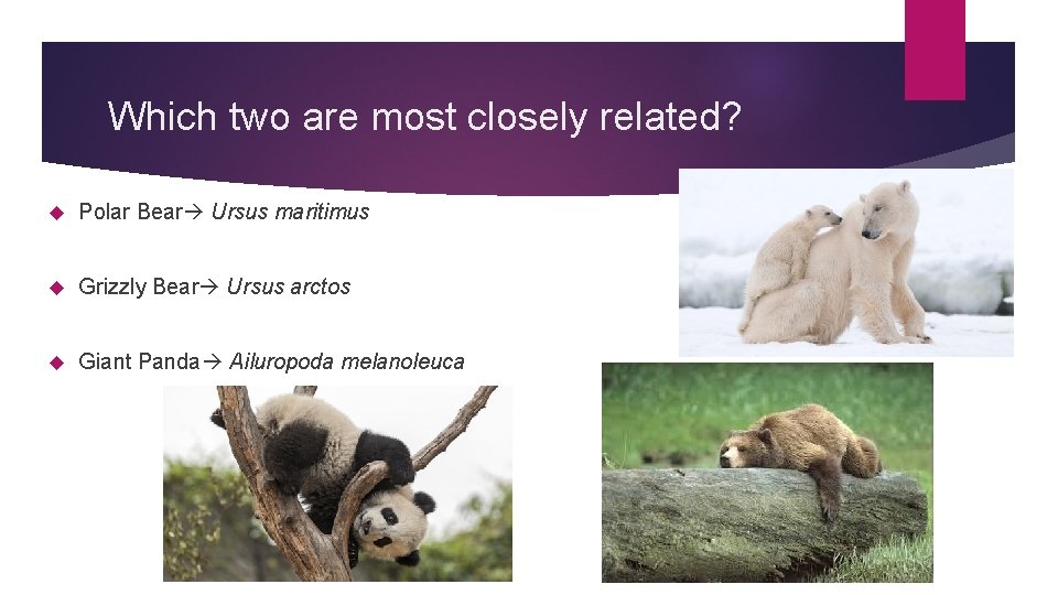 Which two are most closely related? Polar Bear Ursus maritimus Grizzly Bear Ursus arctos