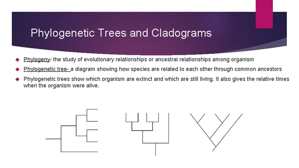 Phylogenetic Trees and Cladograms Phylogeny- the study of evolutionary relationships or ancestral relationships among