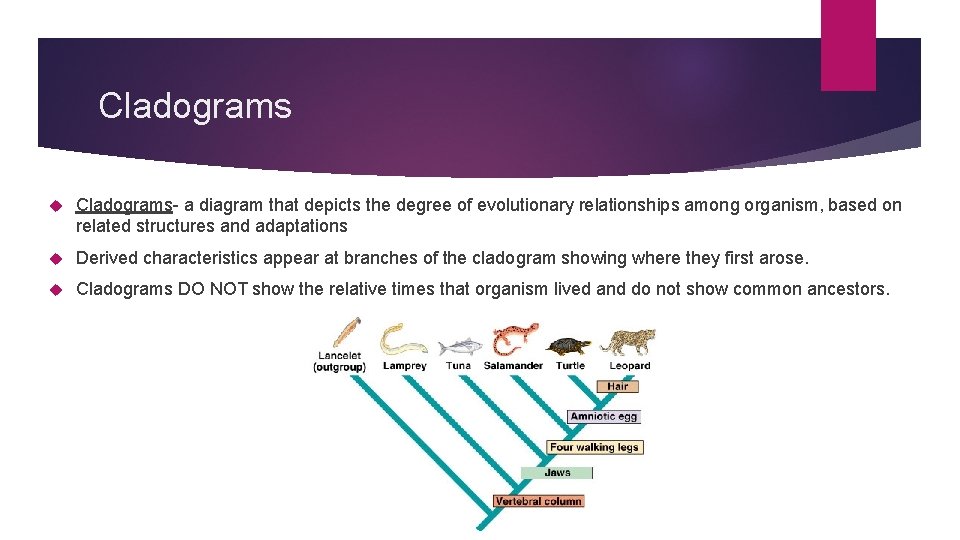 Cladograms Cladograms- a diagram that depicts the degree of evolutionary relationships among organism, based