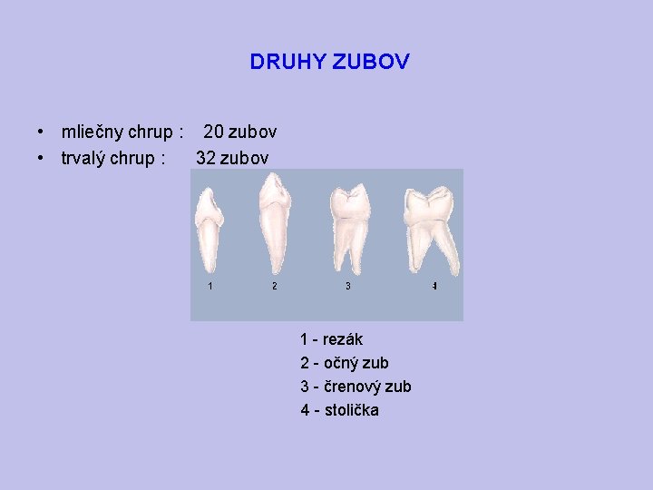 DRUHY ZUBOV • mliečny chrup : 20 zubov • trvalý chrup : 32 zubov