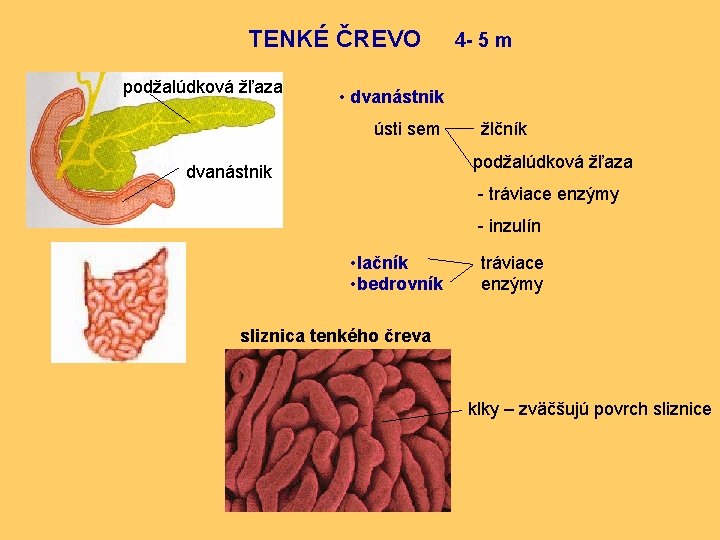 TENKÉ ČREVO podžalúdková žľaza 4 - 5 m • dvanástnik ústi sem žlčník podžalúdková