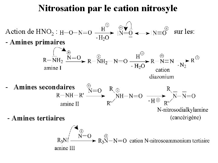 Nitrosation par le cation nitrosyle Action de HNO 2 : - Amines primaires -