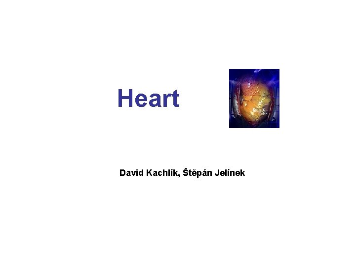 Heart David Kachlík, Štěpán Jelínek 