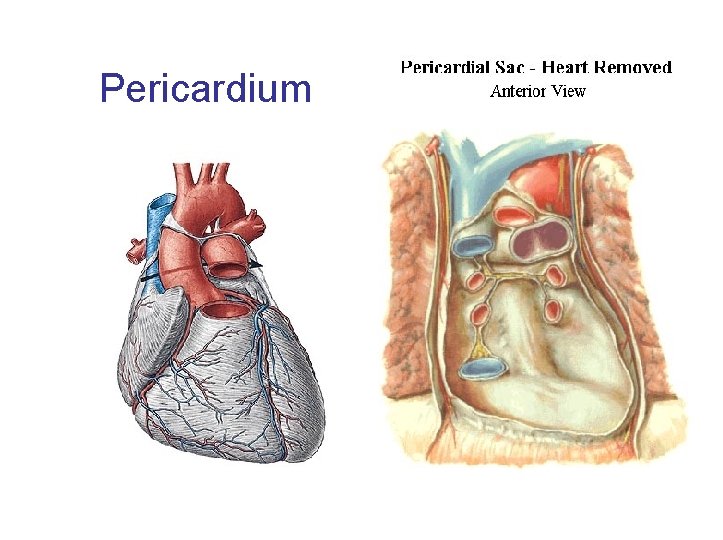 Pericardium 