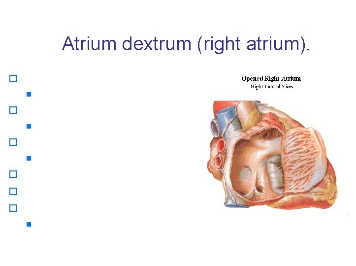Atrium dextrum (right atrium). o ostium v. cavae inferioris n valvula v. c. i.