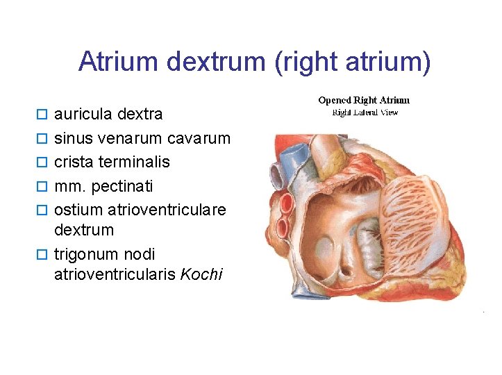 Atrium dextrum (right atrium) o auricula dextra o sinus venarum cavarum o crista terminalis