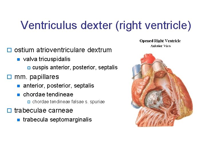 Ventriculus dexter (right ventricle) o ostium atrioventriculare dextrum n valva tricuspidalis p cuspis anterior,